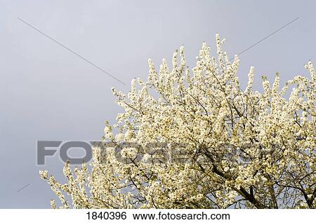Stock Photograph - Cherry blossoms, Portland, Oregon, USA. Fotosearch