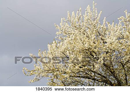 Stock Photography - Cherry blossoms, Portland, Oregon, USA. Fotosearch