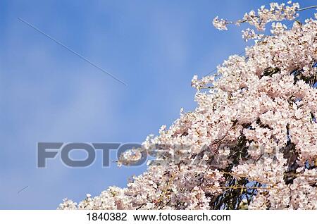 Cherry blossoms, Westmoreland Park, Portland, Oregon, USA View Large Photo Image Stock Image - Cherry blossoms, Westmoreland Park, Portland, Oregon, USA. Fotosearch