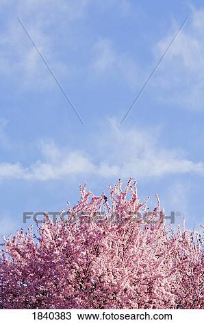 Stock Image - Cherry blossoms, Westmoreland Park, Portland, Oregon, USA. Fotosearch