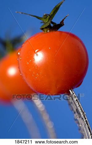 Stock Image - Cherry tomatoes. Fotosearch