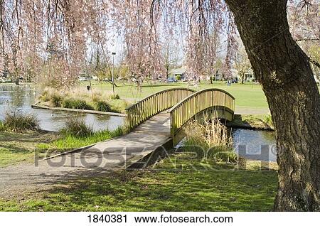 Cherry trees and bridge, Westmoreland Park, Portland, Oregon, USA View Large Photo Image Stock Image - Cherry trees and bridge, Westmoreland Park, Portland, Oregon, USA . Fotosearch