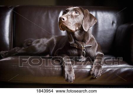 Picture - Chocolate Labrador Retriever; Portrait of a labrador sitting on a couch. Fotosearch