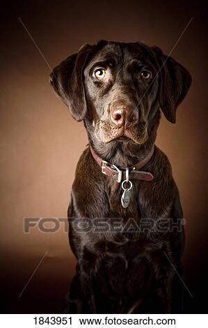 Chocolate Labrador Retriever; Portrait of a labrador View Large Photo Image Stock Image - Chocolate Labrador Retriever; Portrait of a labrador. Fotosearch