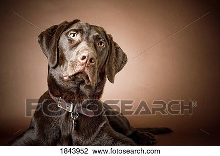 Stock Image - Chocolate Labrador Retriever; Portrait of a labrador. Fotosearch