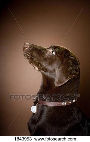 Stock Image - Chocolate Labrador Retriever; Portrait of a labrador. Fotosearch