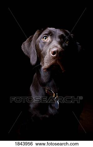 Stock Photograph - Chocolate Labrador Retriever; Portrait of a labrador. Fotosearch