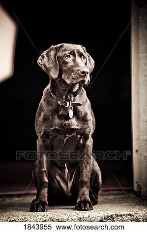 Stock Photography - Chocolate Labrador Retriever; Portrait of a labrador . Fotosearch