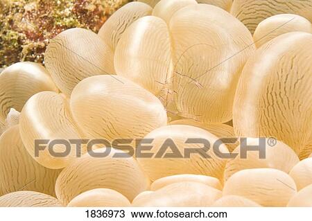 Stock Image - Cleaning shrimp in bubble coral, Puerto Galera, Philippines, Southeast Asia . Fotosearch