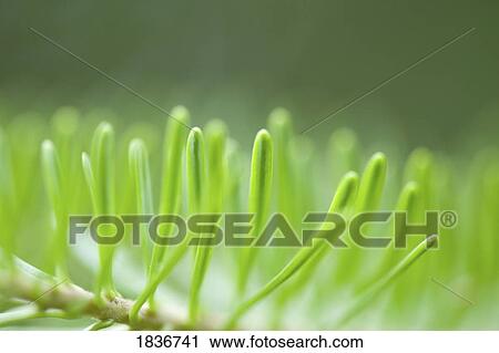 Close up of a needle leaves View Large Photo Image Stock Image - Close up of a needle leaves. Fotosearch