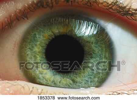 Stock Photo - Close-up of green iris in human eye. Fotosearch