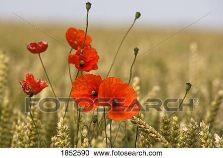 Close-up of wildflowers; Red poppies in a field of grain View Large Photo Image Stock Image - Close-up of wildflowers; Red poppies in a field of grain. Fotosearch