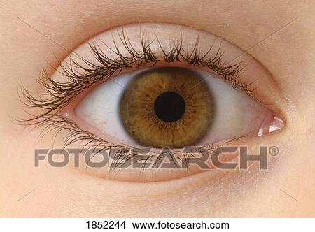 Picture - Closeup of a brown eye. Fotosearch