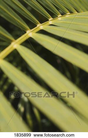 Stock Photo - Closeup of a green branch. Fotosearch