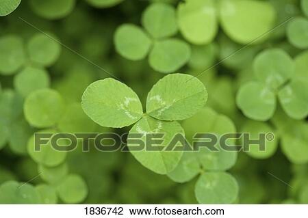Clover leaves View Large Photo Image Stock Image - Clover leaves. Fotosearch