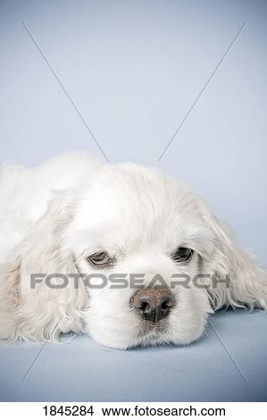 Picture - Cocker Spaniel. Fotosearch