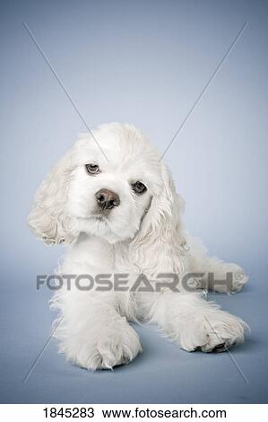 Stock Image - Cocker Spaniel. Fotosearch