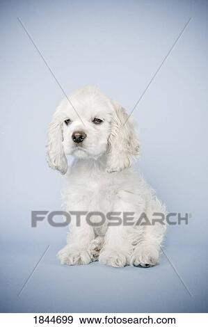 Stock Photo - Cocker Spaniel. Fotosearch