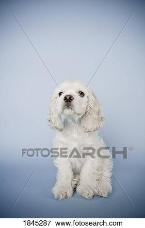 Stock Photo - Cocker Spaniel. Fotosearch