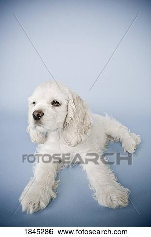 Stock Photograph - Cocker Spaniel. Fotosearch