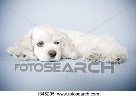 Stock Photography - Cocker Spaniel. Fotosearch