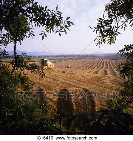 Stock Image - Combine harvesting of wheat, Ireland. Fotosearch