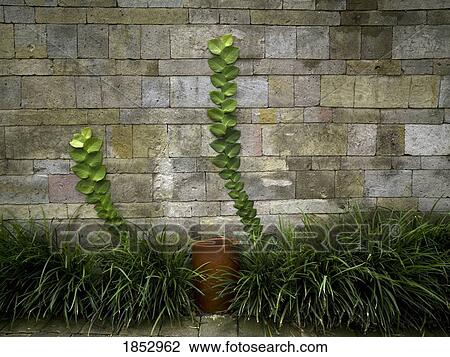 Como Shambhala Estate, Bali, Indonesia; Plant growing along stone wall View Large Photo Image Stock Image - Como Shambhala Estate, Bali, Indonesia; Plant growing along stone wall. Fotosearch