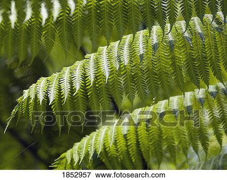Como Shambhala Estate, Bali, Indonesia; Fern leaves View Large Photo Image Stock Photo - Como Shambhala Estate, Bali, Indonesia; Fern leaves. Fotosearch