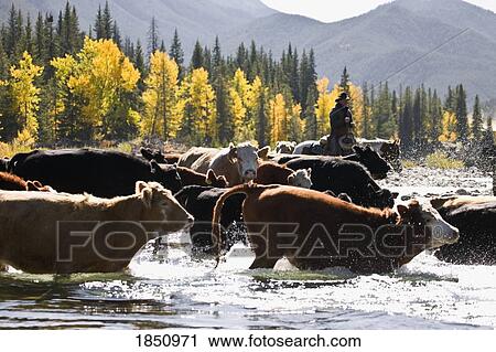 Stock Image - Cowboy herding cattle across river . Fotosearch