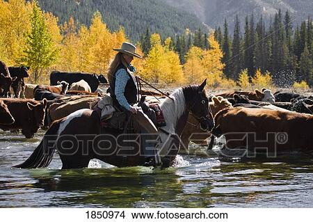 Picture - Cowgirl herding cattle across river . Fotosearch
