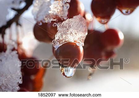 Crab apples; Crab apples hanging with ice on top View Large Photo Image Stock Photo - Crab apples; Crab apples hanging with ice on top. Fotosearch
