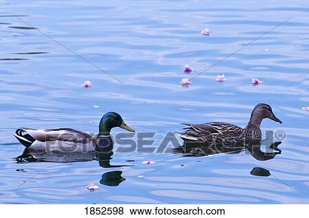 Stock Photo - Crystal Springs, Portland, Oregon, USA; Female and male mallard ducks swimming. Fotosearch