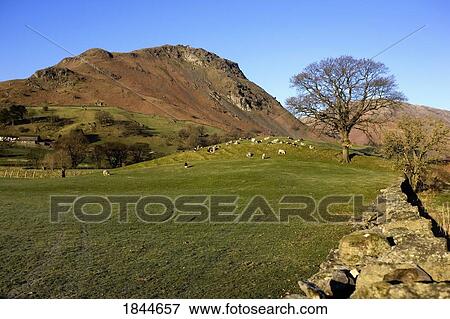 Cumbria, England; Sheep grazing in field View Large Photo Image Stock Photo - Cumbria, England; Sheep grazing in field. Fotosearch