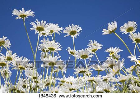 Stock Photograph - Daisies. Fotosearch