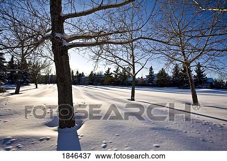 Deciduous trees in winter, Edmonton, Alberta, Canada View Large Photo Image Stock Photo - Deciduous trees in winter, Edmonton, Alberta, Canada. Fotosearch