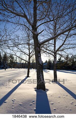 Deciduous trees in winter, Edmonton, Alberta, Canada View Large Photo Image Stock Photo - Deciduous trees in winter, Edmonton, Alberta, Canada. Fotosearch