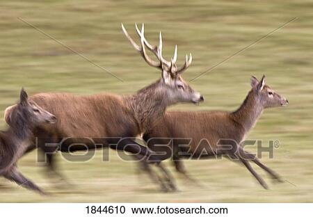 Stock Image - Deer running (Cervidae). Fotosearch