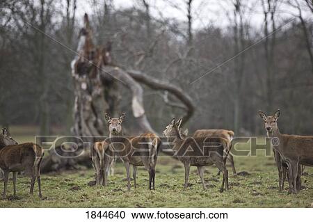 Deer standing in a field View Large Photo Image Stock Image - Deer standing in a field. Fotosearch