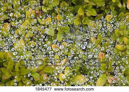 Stock Photo - Dew on a bush. Fotosearch