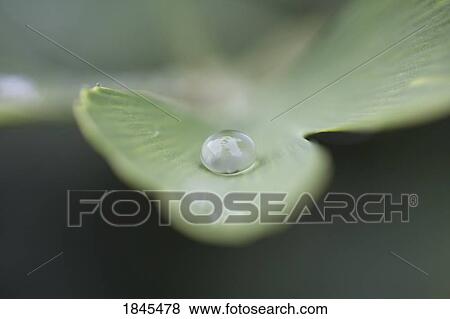 Stock Photo - Dew on a leaf. Fotosearch