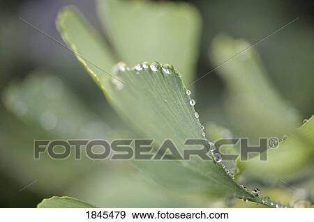 Dew on a leaf View Large Photo Image Stock Photo - Dew on a leaf. Fotosearch