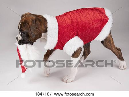 Dog in a Santa costume View Large Photo Image Stock Photo - Dog in a Santa costume. Fotosearch