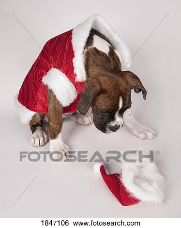 Stock Photograph - Dog in a Santa costume. Fotosearch