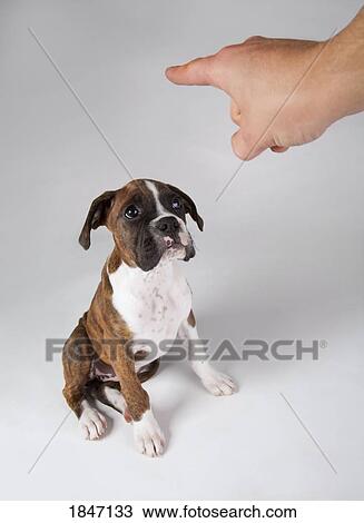 Stock Image - Dog in training. Fotosearch