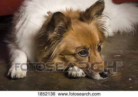 Stock Photograph - Dog lying down. Fotosearch