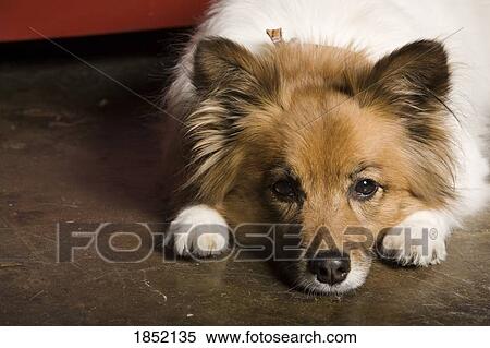 Stock Photography - Dog lying down. Fotosearch
