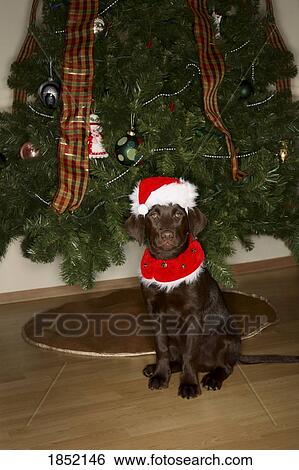 Dog sitting by a Christmas tree View Large Photo Image Stock Photograph - Dog sitting by a Christmas tree. Fotosearch