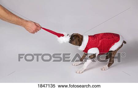 Dog wearing santa costume View Large Photo Image Stock Photography - Dog wearing santa costume. Fotosearch