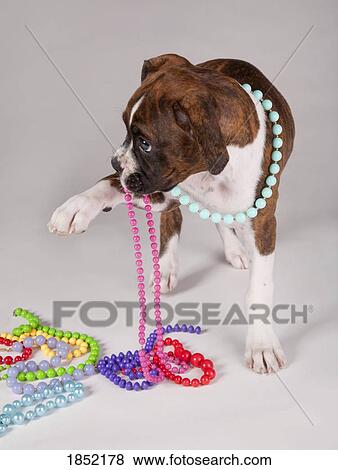 Dog with necklaces View Large Photo Image Stock Photo - Dog with necklaces. Fotosearch