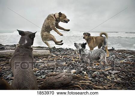 Stock Image - Dogs fighting on beach. Fotosearch